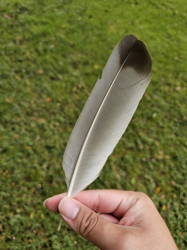 Channel-billed Cuckoo (Scythrops novaehollandiae), photo 6