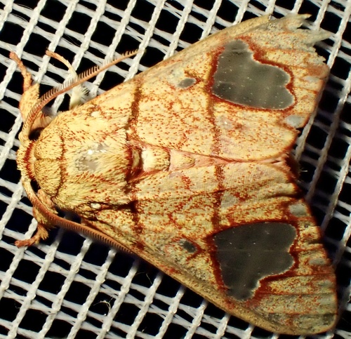 Zatrephes laguerrei