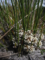 Lomandra juncea