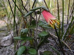 Correa reflexa scabridula