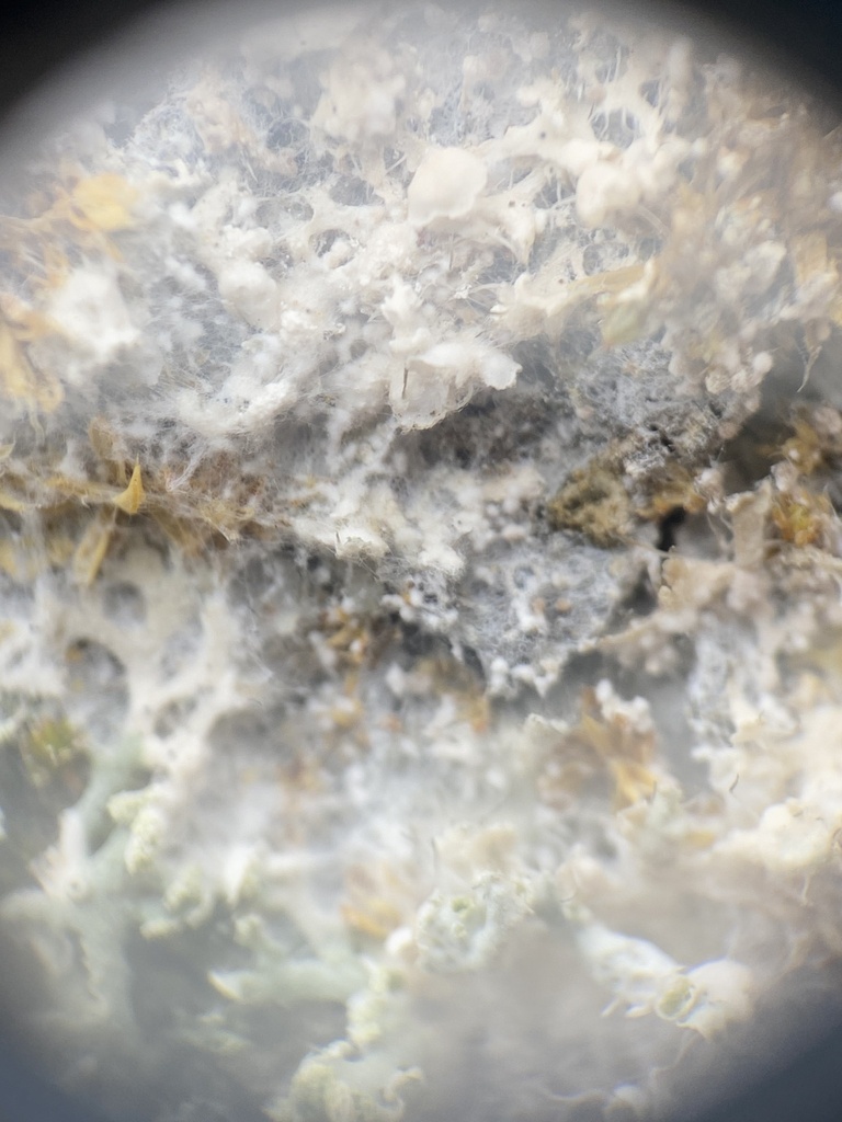 Athelia arachnoidea · February 2026 · photo: © katharinegk (iNaturalist, cc-by)
