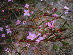 Boronia filifolia