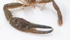 Macrobrachium faustinum