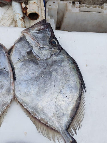 Silvery John Dory (Zenopsis conchifer) — Zeidae