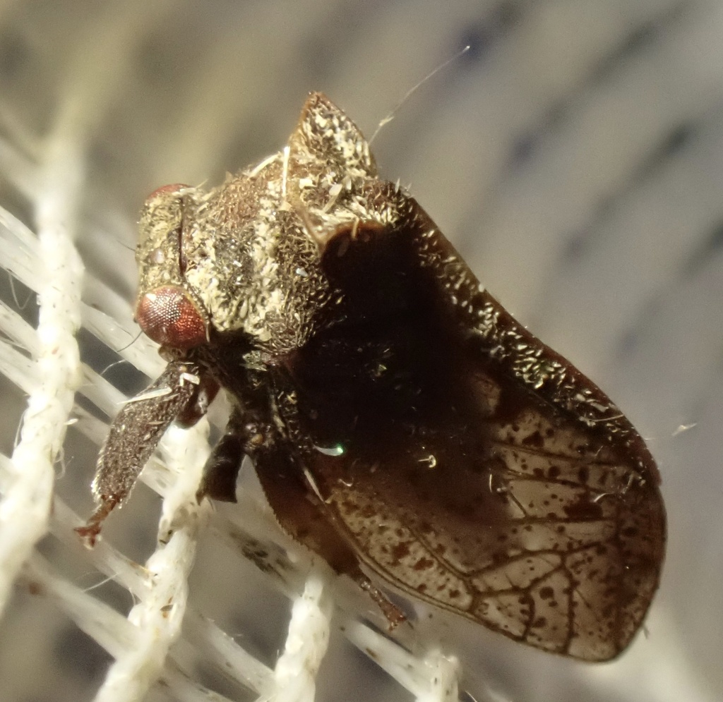Flexocentrus felinus