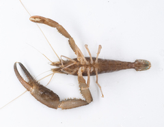 Macrobrachium faustinum