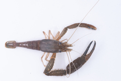 Macrobrachium faustinum