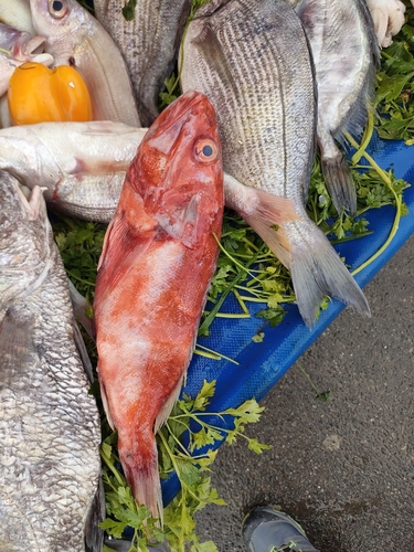Channeled rockfish (Setarches guentheri) — Setarchidae