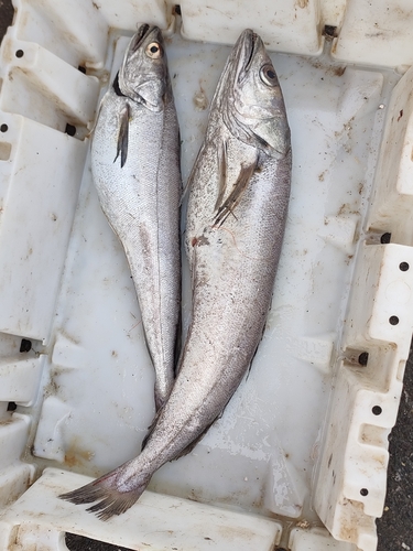 European hake (Merluccius merluccius) — Merlucciidae