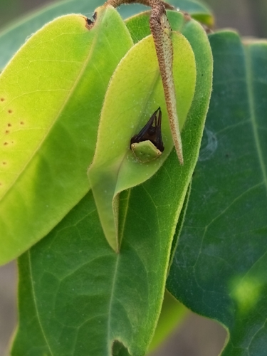 Leviaraneus viridiventris