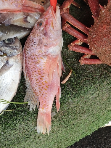 Offshore rockfish (Pontinus kuhlii) — Scorpaenidae