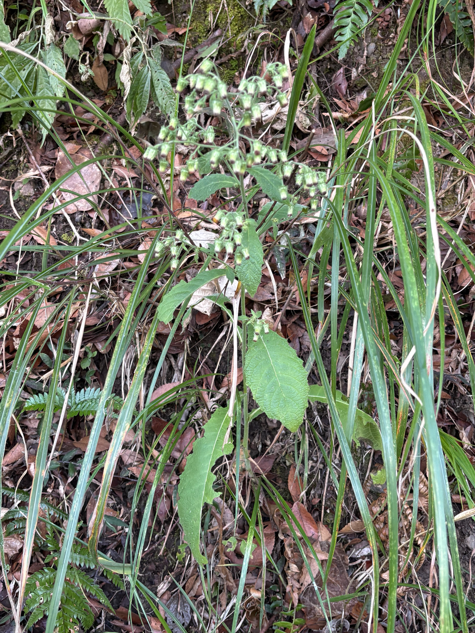 Blumea aromatica