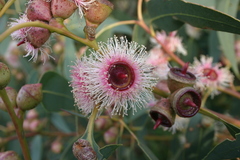 Eucalyptus cosmophylla