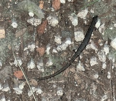Batrachoseps attenuatus