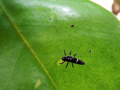 Phrynocaria unicolor