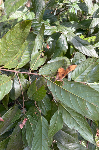 Sageretia randaiensis, photograph 4