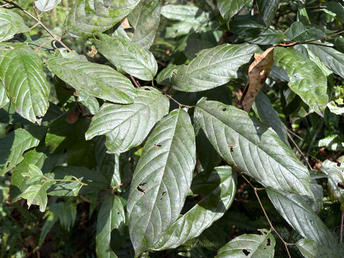 Sageretia randaiensis, photograph 3