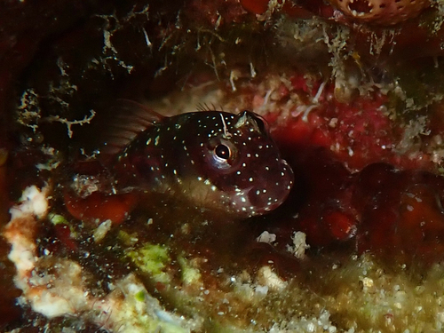 Throatspot Blenny — seen at this dive site