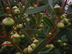 Eucalyptus cosmophylla