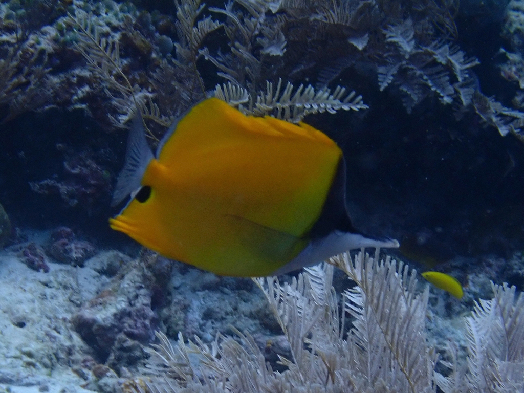 Big long-nosed Butterflyfish (Forcipiger flavissimus)