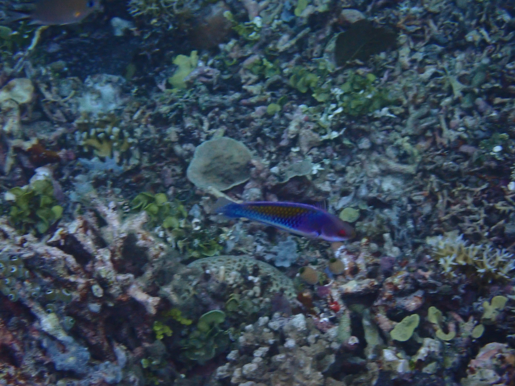 Blue-scaled Fairy Wrasse (Cirrhilabrus cyanopleura)
