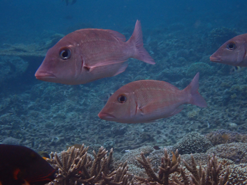 Emperor (Lethrinus obsoletus) — Lethrinidae