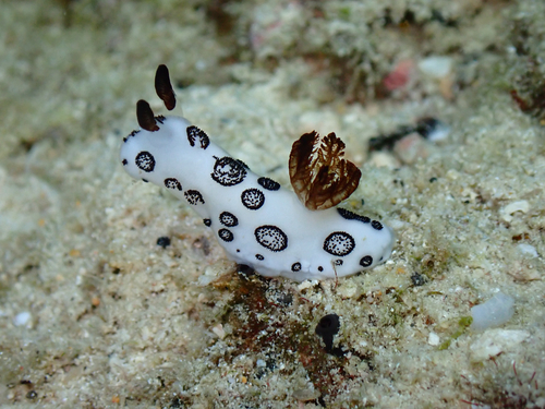 Mourning Dorid — seen at this dive site
