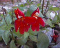 Erythranthe verbenacea