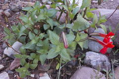 Erythranthe verbenacea