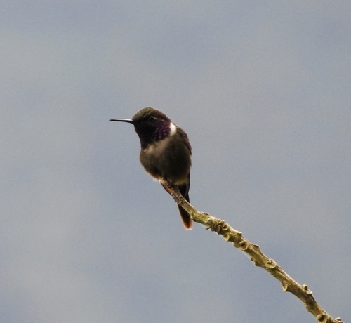 Purple-throated Woodstar (Philodice mitchellii), photo 10