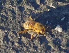 Apis mellifera