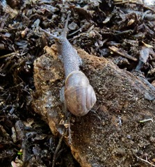 Helminthoglypta fieldi