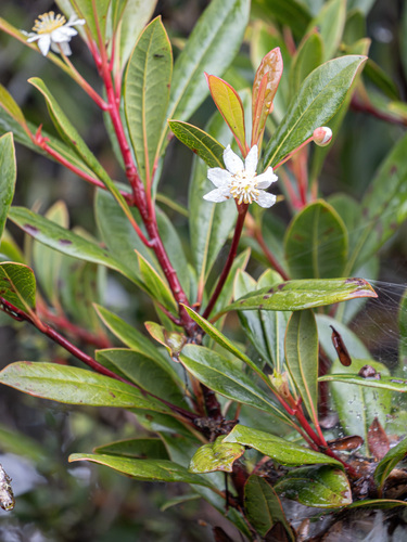 Drimys piperita observed 2026-01-05