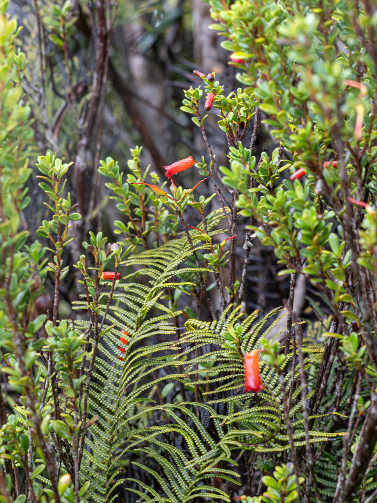 Rhododendron quadrasianum (Rhododendron quadrasianum)