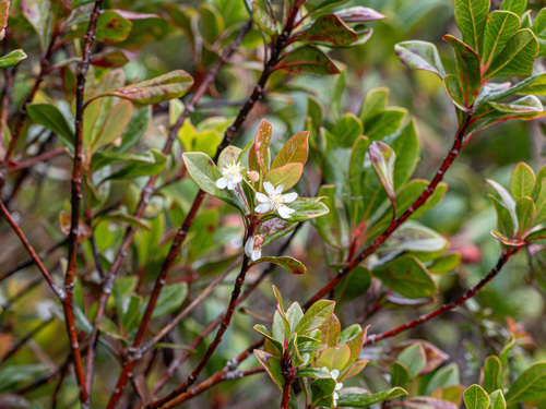 Drimys piperita observed 2026-01-05