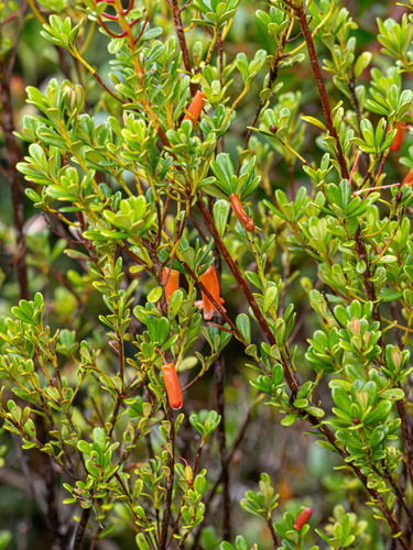 Rhododendron quadrasianum observed 2026-01-05