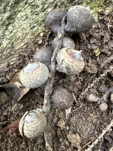 Lithocarpus shinsuiensis observed 2026-02-03