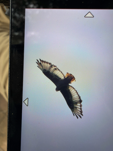 Augur Buzzard (Buteo augur)