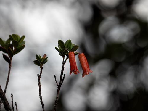 Rhododendron quadrasianum observed 2026-01-05