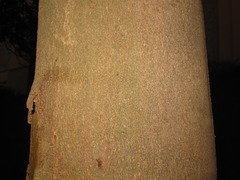 Cinnamomum yabunikkei