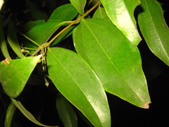 Cinnamomum yabunikkei