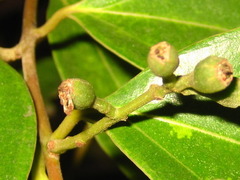 Cinnamomum yabunikkei