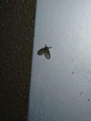 Unknown species found near California, MD, USA