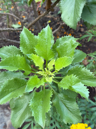 Commidendrum rotundifolium, photograph 1