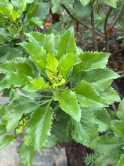 Commidendrum rotundifolium, photograph (c) alanbedfordshaw, some rights reserved (CC BY-SA)