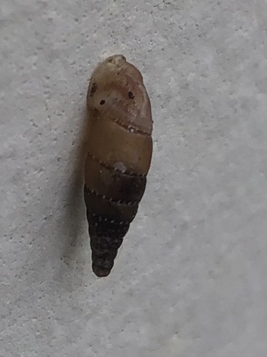 Papillifera papillaris