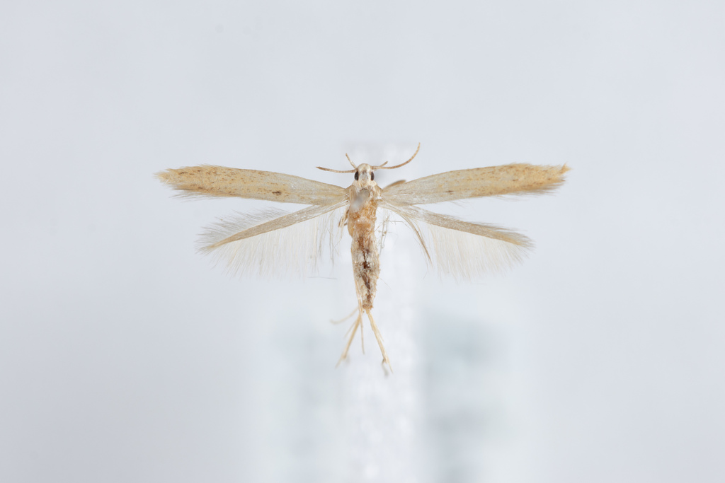 Batrachedra albicapitella