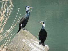 Phalacrocorax carbo hanedae