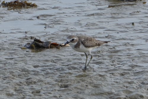 Chorlitejo mongol chico (Charadrius mongolus)