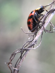 Harmonia axyridis